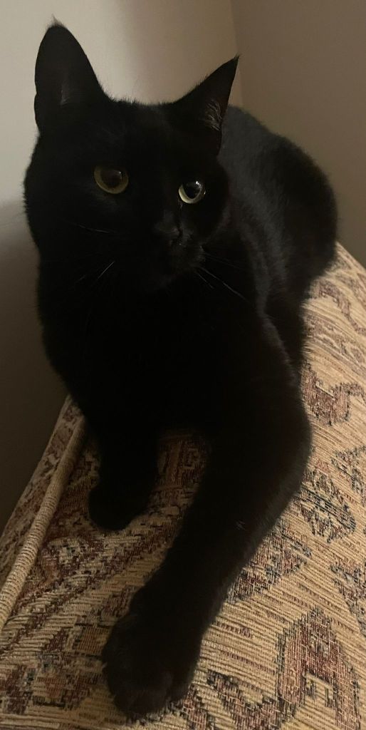 Milo, calm and camera savvy black cat