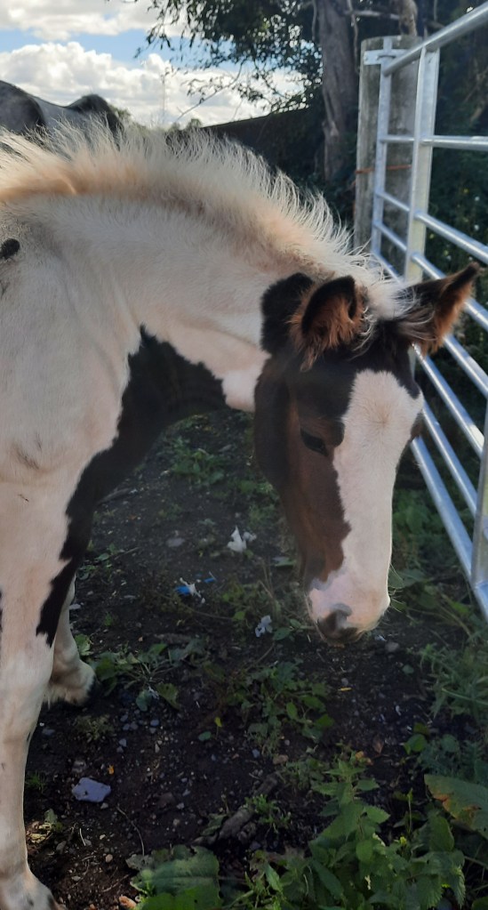 Sweeney's daughter, Dainty