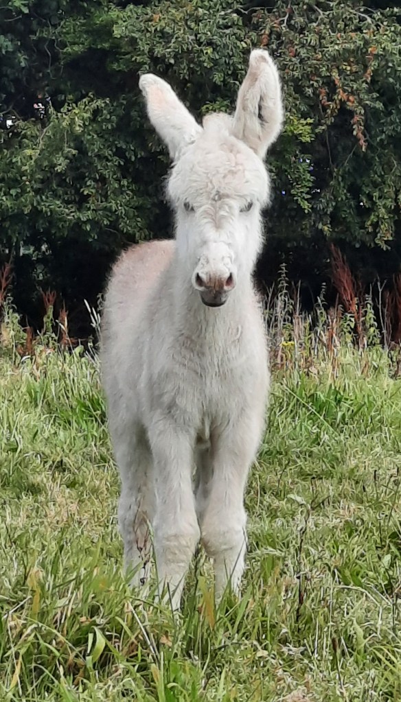 Pale fawn donkey foal, Clare