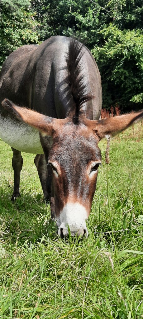 Awaiting the arrival of her little donkey foal, one of the two gentle Galway Girls