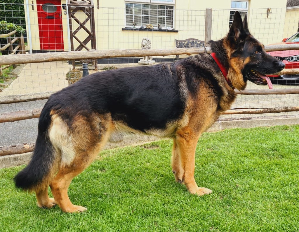 The other of a pair of well mannered and biddable German Shepherds