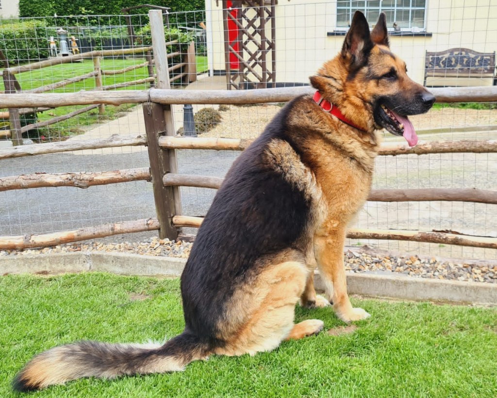 One of a pair of well mannered and biddable German Shepherds