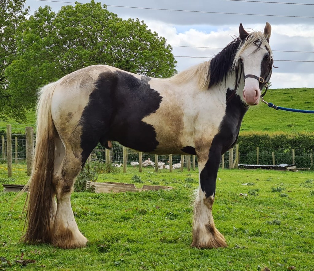 Sweeney, father to a lovely crop of foals at Forthill