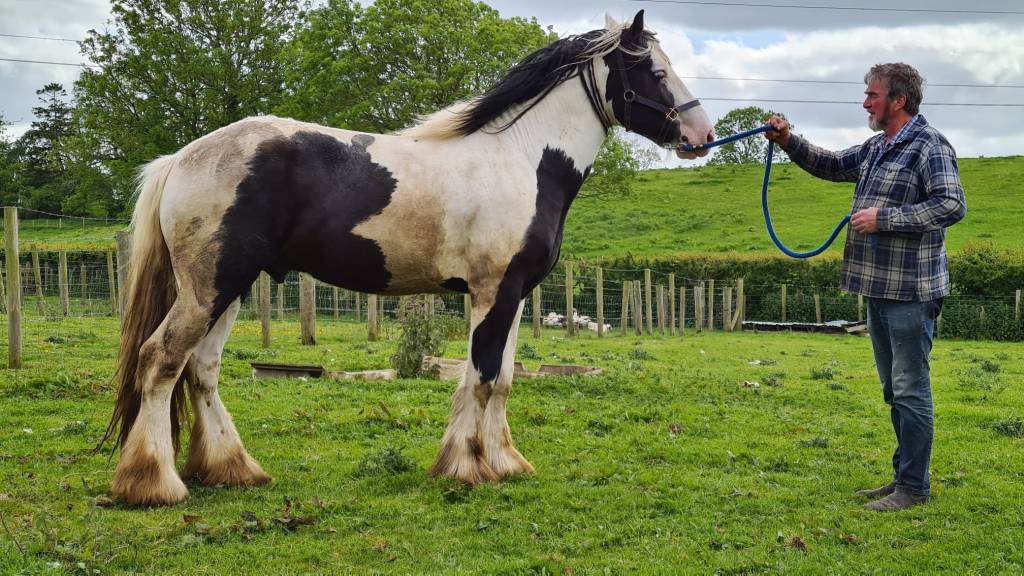 Limerick, bay gelding in his summer coat