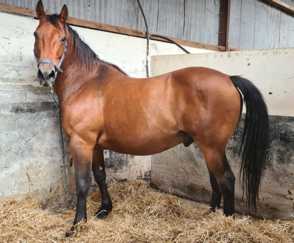 Limerick, bay gelding in his summer coat