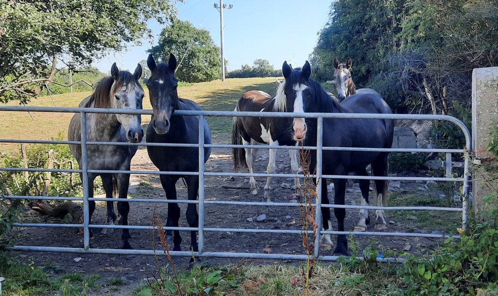 Some of Forthill Farm's Young Bloodstock