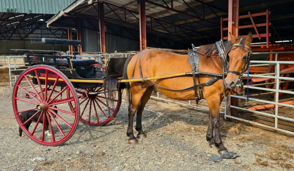 Limerick, experienced carriage and riding horse