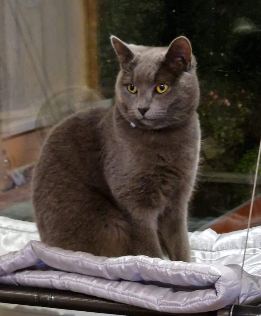 Ambered Eyed Charlie