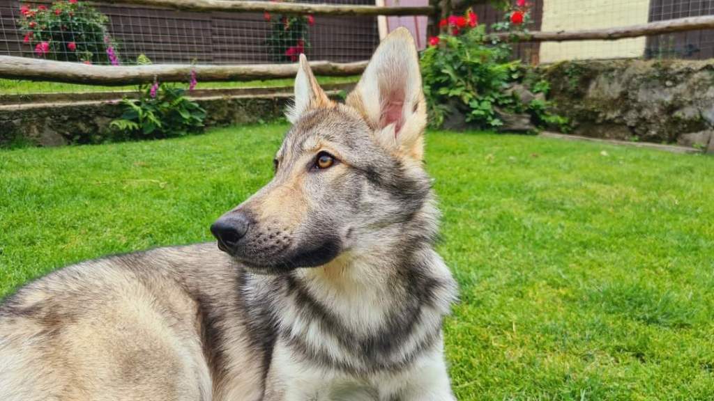 Storm, the Wolf Dog