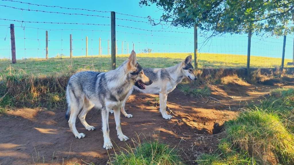 Storm and Luna, Wolf Dogs