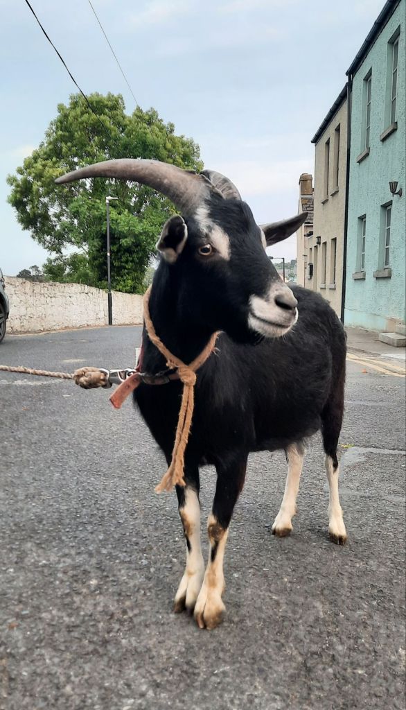 We love this big strong goat. We named him Our Pie as his mum was called Custard.