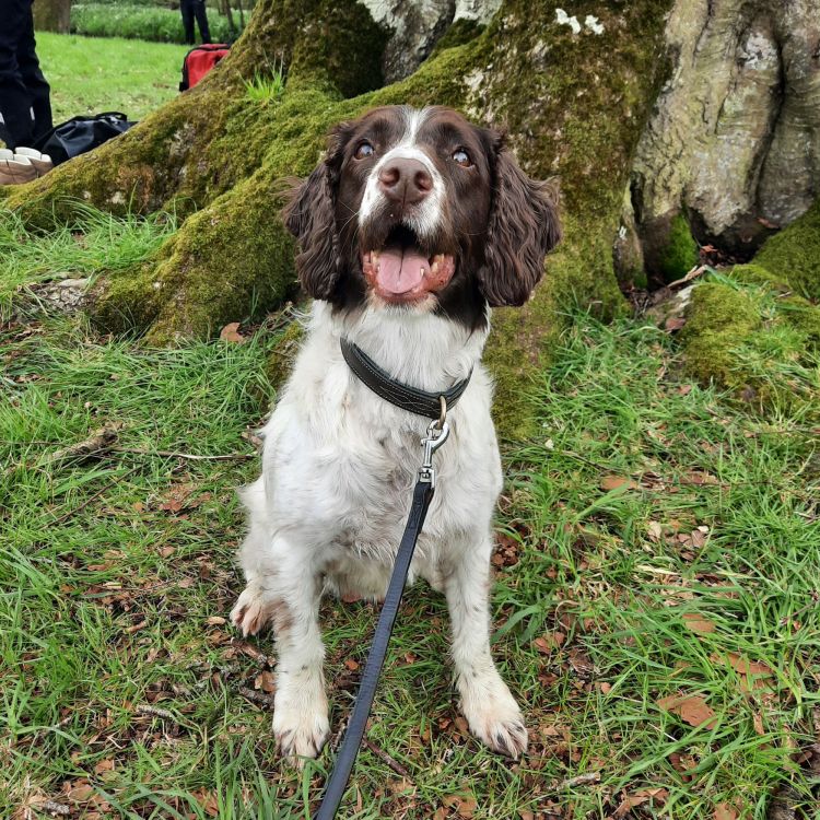 Wren, an obedient ex-service Spaniel