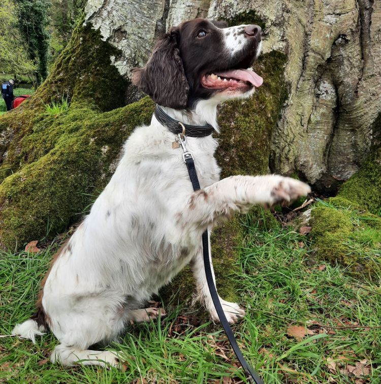 Wren, an obedient ex-service Spaniel