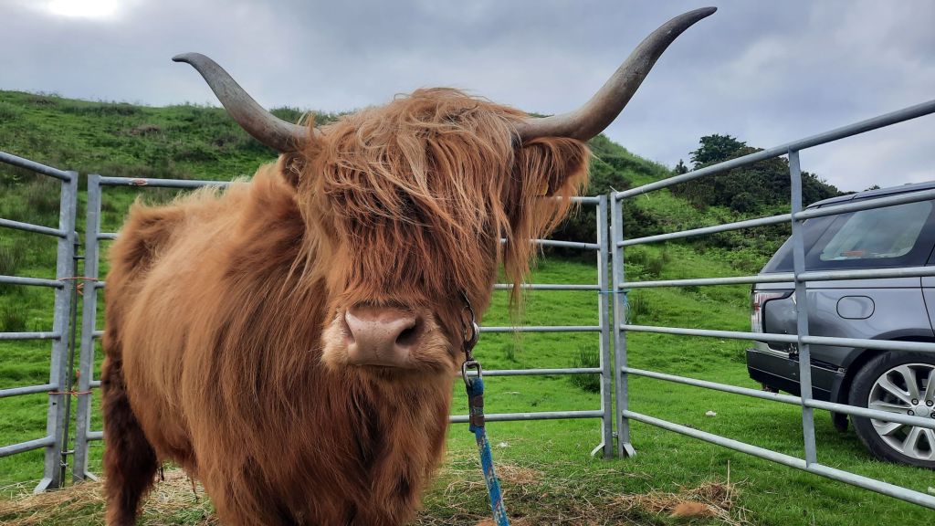 Iolaire, a lovely calm Highland cow