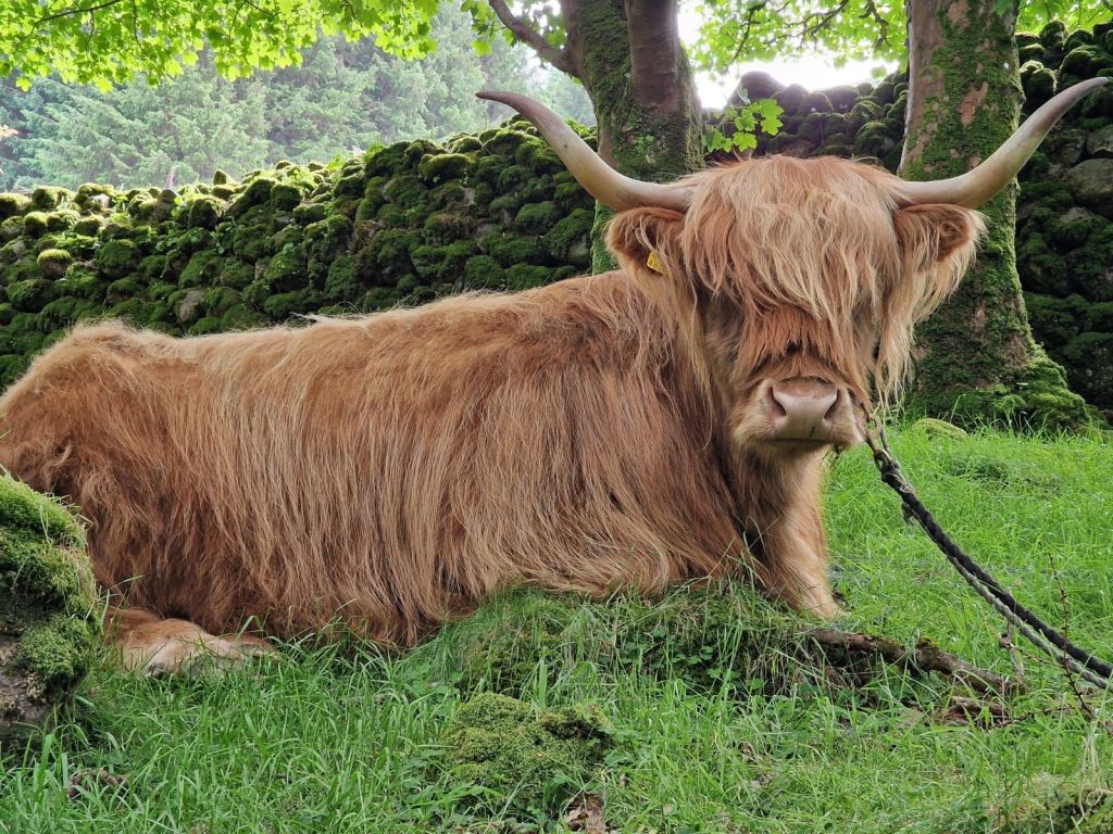 Iolaire, a Highland cow that has been backed
