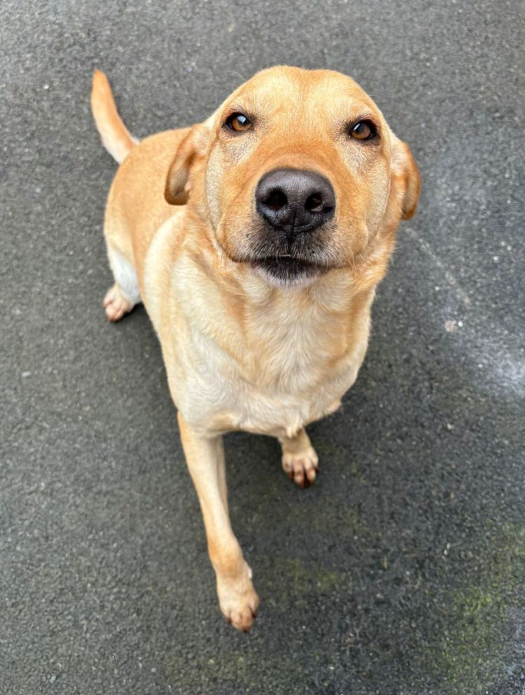 Bud, a charming male Labrador