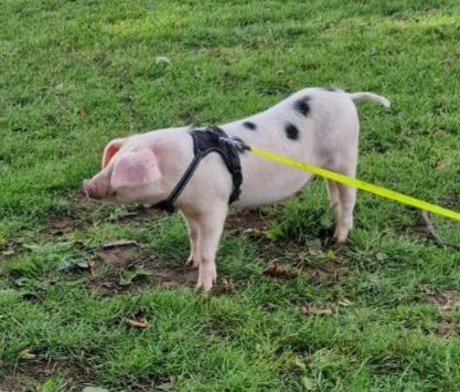 Dottie, a Gloucester Old Spot youngster that has been trained to harness