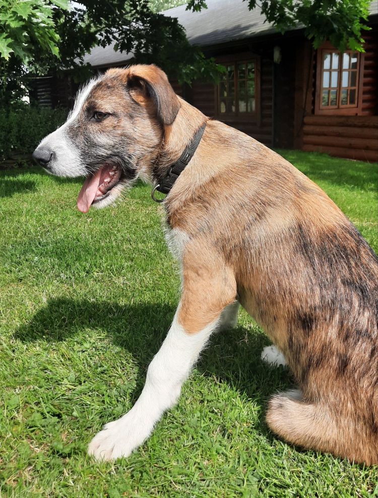 Bailey, an unusual and great natured, young Wolfhound x Collie