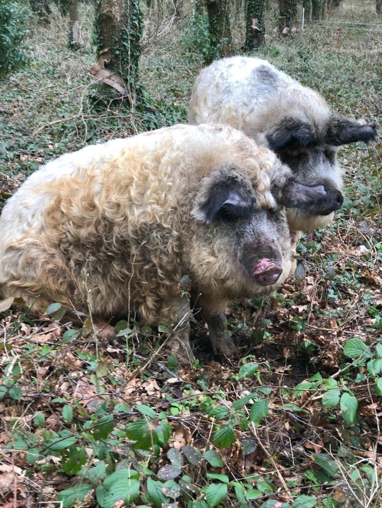 The curly coated Mangalitzas, Pink and Badger