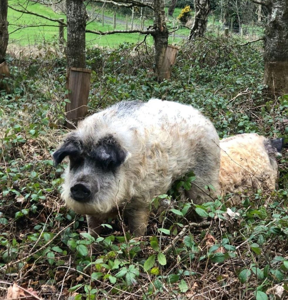 Forthill's two Mangalitza pigs, Pink and Badger. These two sport wonderful curly coats in keeping with this Hungarian breed.