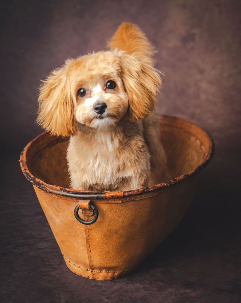 Perhaps the littlest hobo to join our collection, meet Bear 