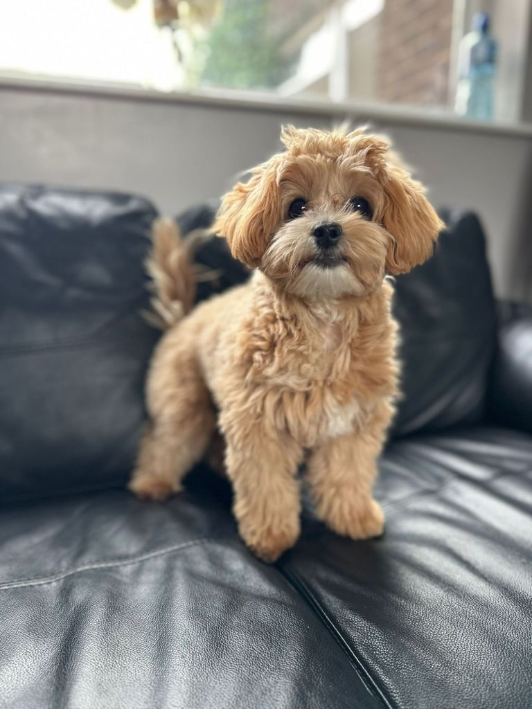 Perhaps the littlest hobo to join our collection, meet Bear 